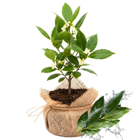 Laurus Nobilis Bay Leaf Tree Live Plant, 4-8 Inch Height, Sweet Bay Green Foliage for Outdoor Displays
