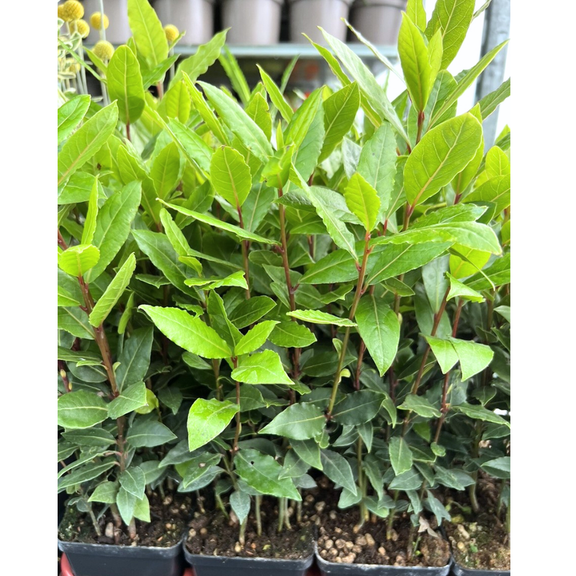 Laurus Nobilis Bay Leaf Tree Live Plant, Bay Leaf Plant Live, 5-9" Height, Sweet Bay Laurel Sweet Live Plant Indoor Outdoor
