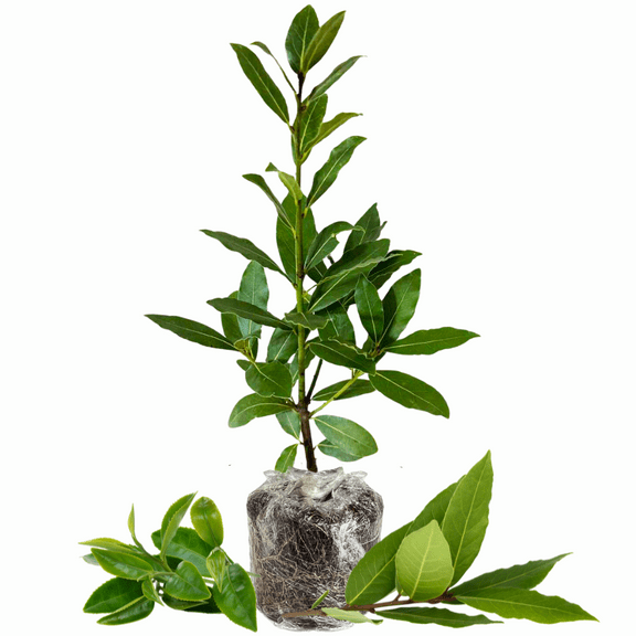 Laurus Nobilis Bay Leaf Tree Live Plant, Bay Leaf Plant Live, 5-9" Tall, Sweet Bay Laurel Sweet Live Plant Indoor Outdoor