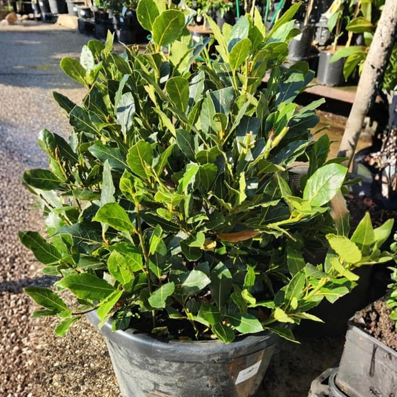 Laurus Nobilis Bay Leaf Tree Plant Live, 8 Months Old Bay Laurel Sweet Bay Live Plant for Planting, Fragrant Bayleaf Tree, Bare Root, Well-Rooted Plant Live
