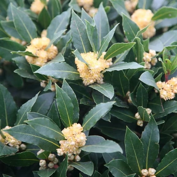 Laurus Nobilis Live Plant, Bay Leaf Tree, Fragrant, Bare Root, 4 to 7 Inc Well-Rooted, Bay Laurel Sweet Bay Live Plant for Planting