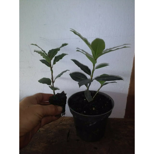 Laurus nobilis 'Bay Leaf Tree' Bay Laurel live plant free shipping