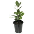 Laurus nobilis 'Bay Leaf Tree' Bay Laurel or Sweet Bay Live Plant
