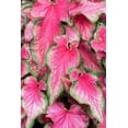 thumbnail image 1 of Lava Glow Caladium Bulbs for Planting - Perennial Hosta, Elephant Ears, Fancy (20 Bulbs), 1 of 7
