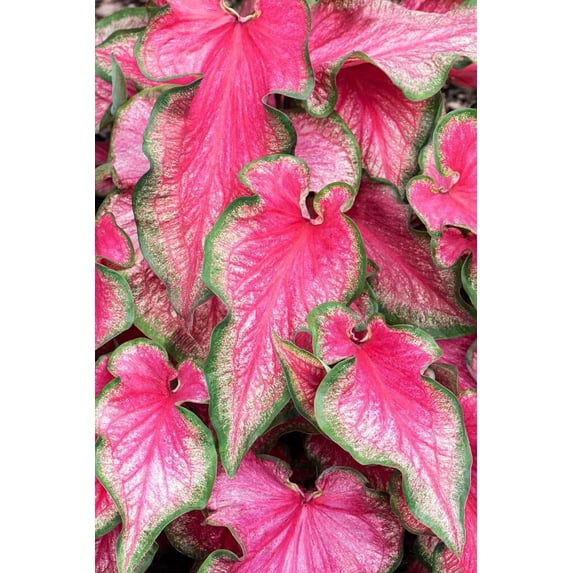 Lava Glow Caladium Bulbs for Planting - Perennial Hosta, Elephant Ears, Fancy (20 Bulbs)