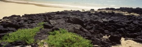 Lava rocks at a coast Floreana Island Galapagos Islands Ecuador Canvas Art - Panoramic Images (36 x 12)