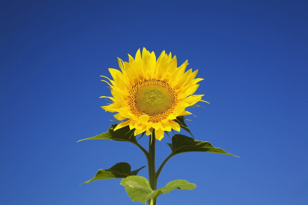 Laval Quebec Canada Sunflower (Helianthus Annuus) Against A Blue Sky Canvas Art - Perry Mastrovito Design Pics (18 x 12)