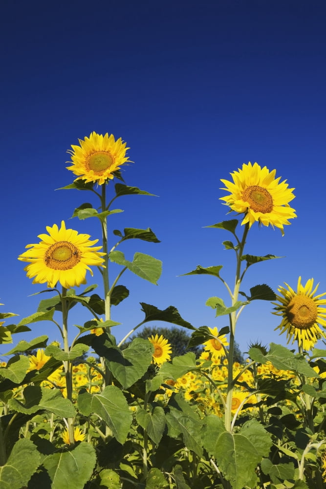 Laval Quebec Canada Sunflowers (Helianthus Annuus) Against A Blue Sky Canvas Art - Perry Mastrovito Design Pics (12 x 18)
