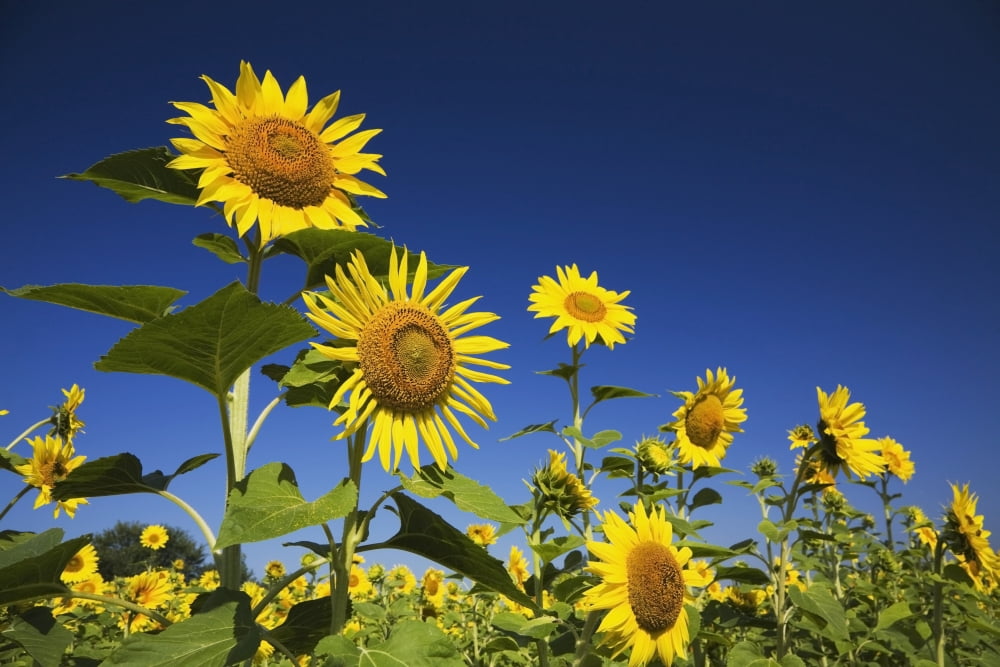 Laval Quebec Canada Sunflowers (Helianthus Annuus) Against A Blue Sky Canvas Art - Perry Mastrovito  Design Pics (19 x 12)