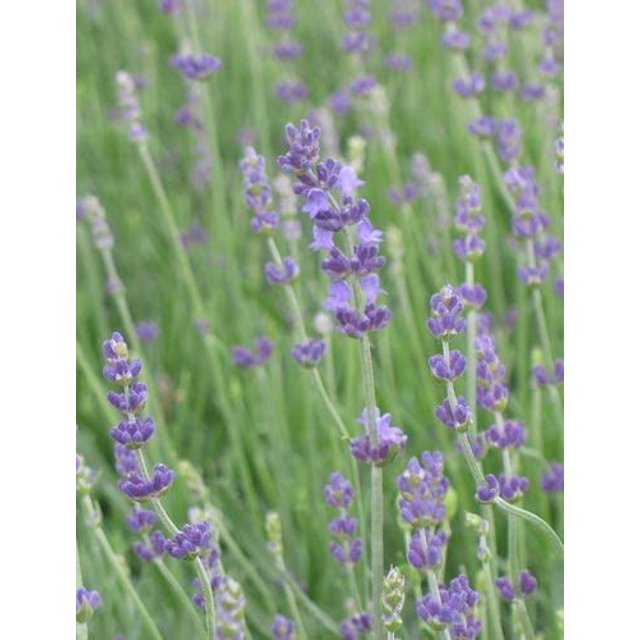 Lavandula ANG. 'Munstead Strain' English Lavender 4 Pack Live Plant
