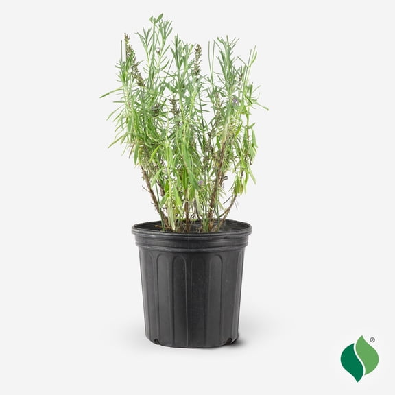 2 Gallon Lavandula 'Sensational!'