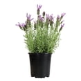 thumbnail image 1 of Lavendar Spanish Blue-Purple|2.5 QT Grow Pot| Full Sun to Partial Shade| By Altman Plants, 1 of 6
