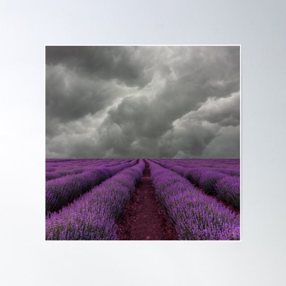 Lavender And Dark Sky Poster Wall Art, Modern Wall Decor, 16x16 UNFRAMED