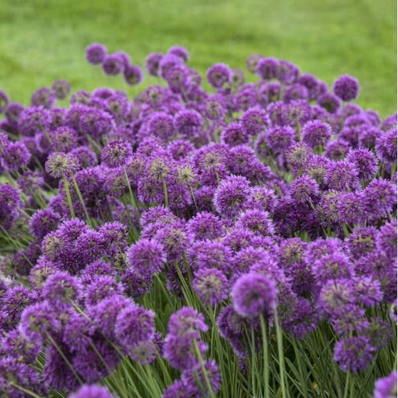 Lavender Bubbles Ornamental Onion - #1 Container