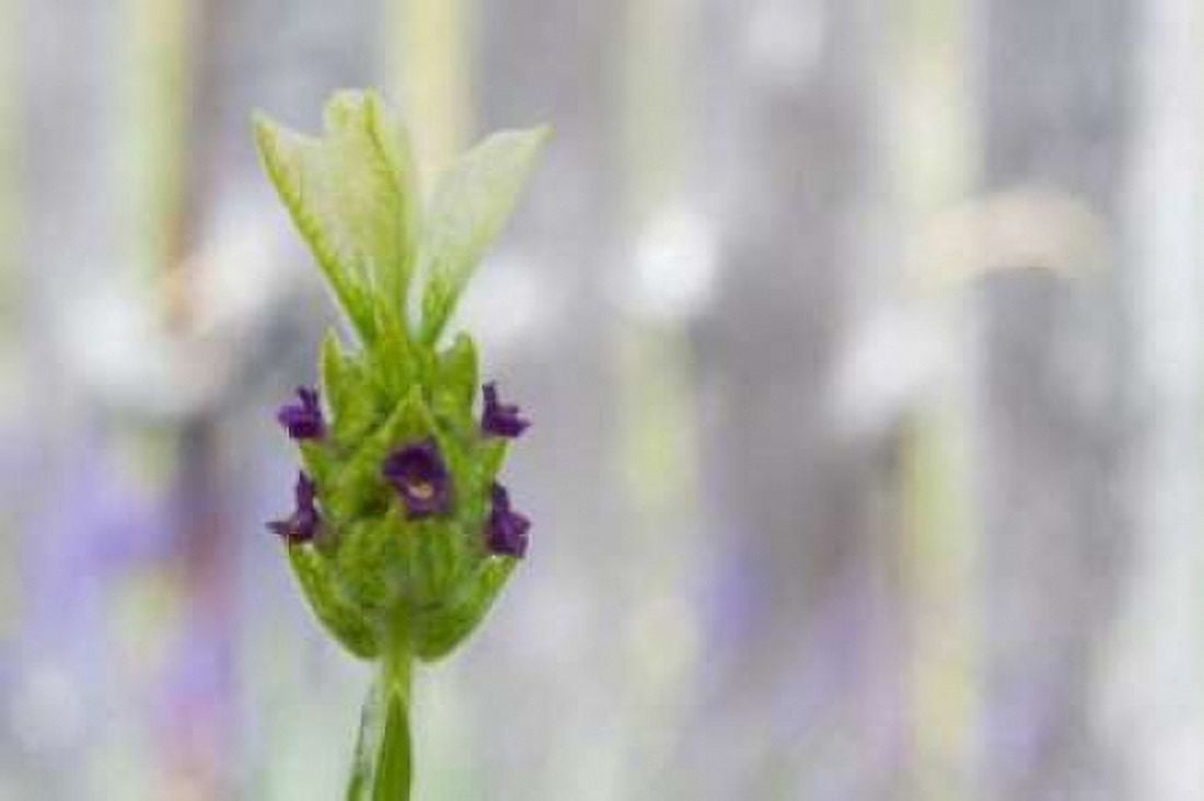 Lavender Bud I Canvas Art - Dana Styber (24 x 36)