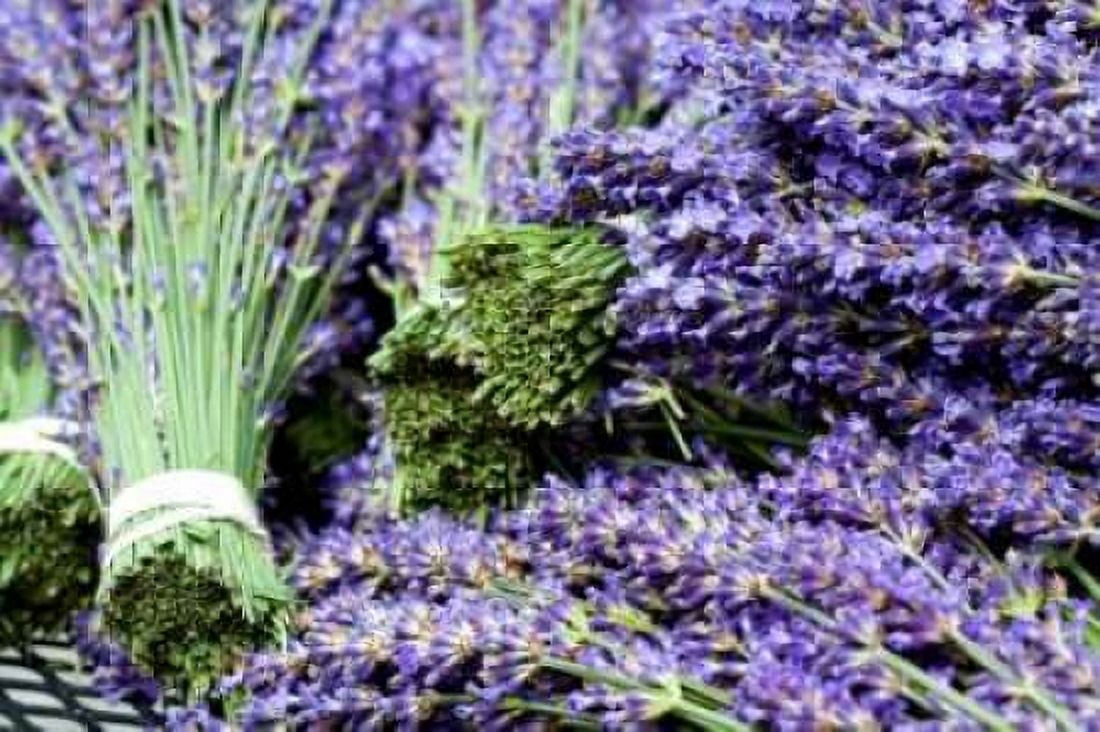Lavender Bunches I Canvas Art - Dana Styber (24 x 36)