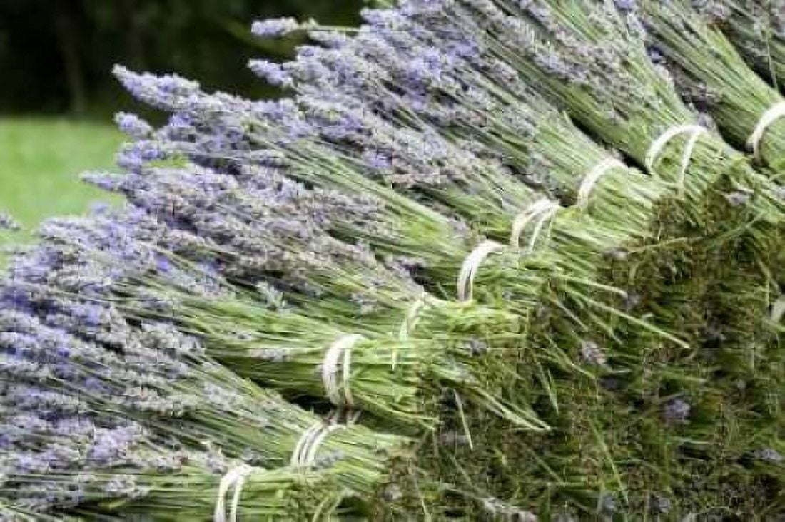 Lavender Bunches II Canvas Art - Dana Styber (24 x 36)