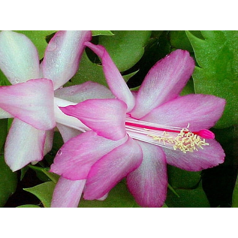 Pink Christmas Cactus Plant - Zygocactus - 4 Pink Christmas Cactus Plant - Zygocactus - 4
