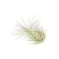 thumbnail image 1 of Lavender Colorful Tillandsia Air Plants - Long Lasting Color Enhanced Live Tillandsia Succulent House Plants - Home and Garden Decor - Easy Care Indoor and Outdoor Plants, 1 of 15