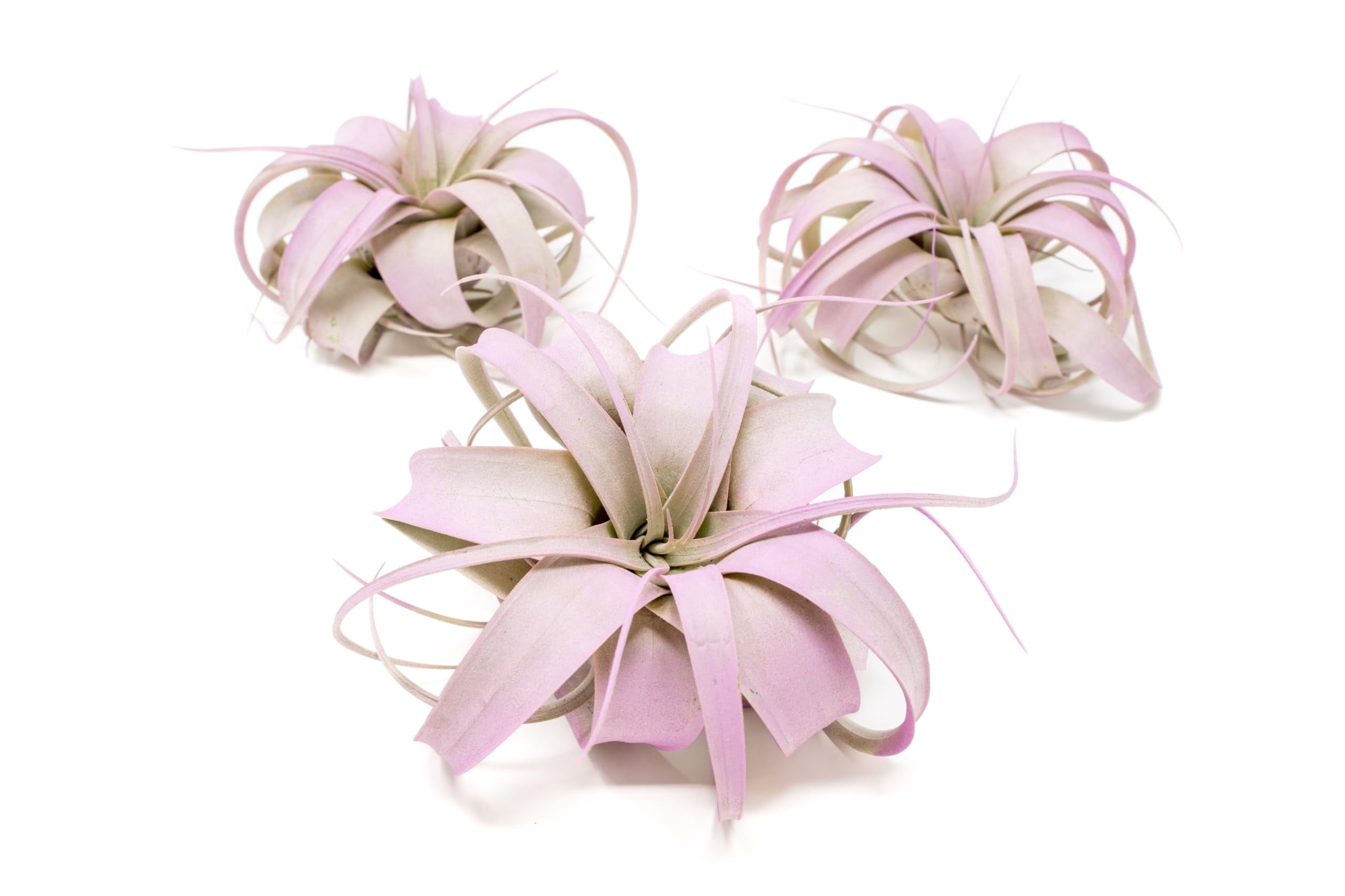 Lavender Colorful Tillandsia Air Plants - Long Lasting Color Enhanced Live Tillandsia Succulent House Plants - Home and Garden Decor - Easy Care Indoor and Outdoor Plants