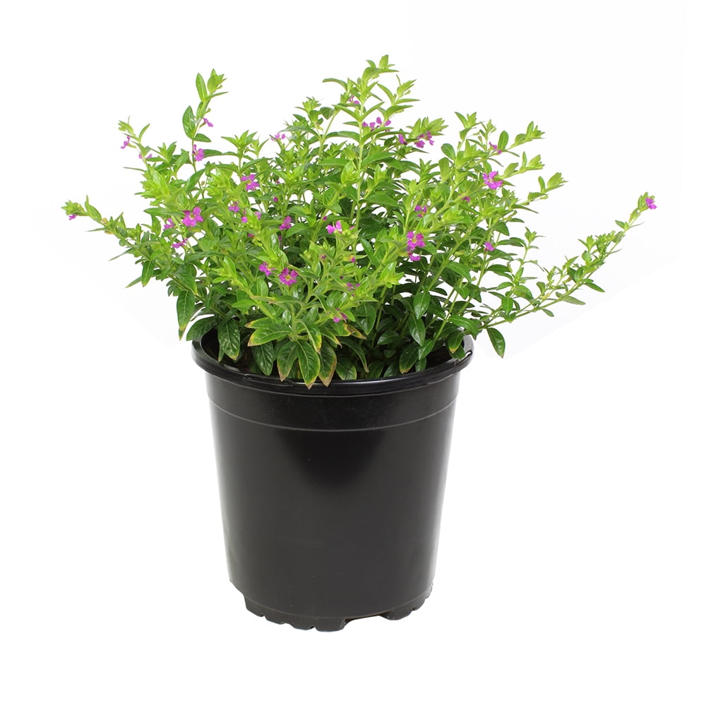 Lavender Cuphea Hyssopifolia Live Plant| 2.5 QT Grow Pot| Direct Sunlight| Flowering Plant| By Altman Plants