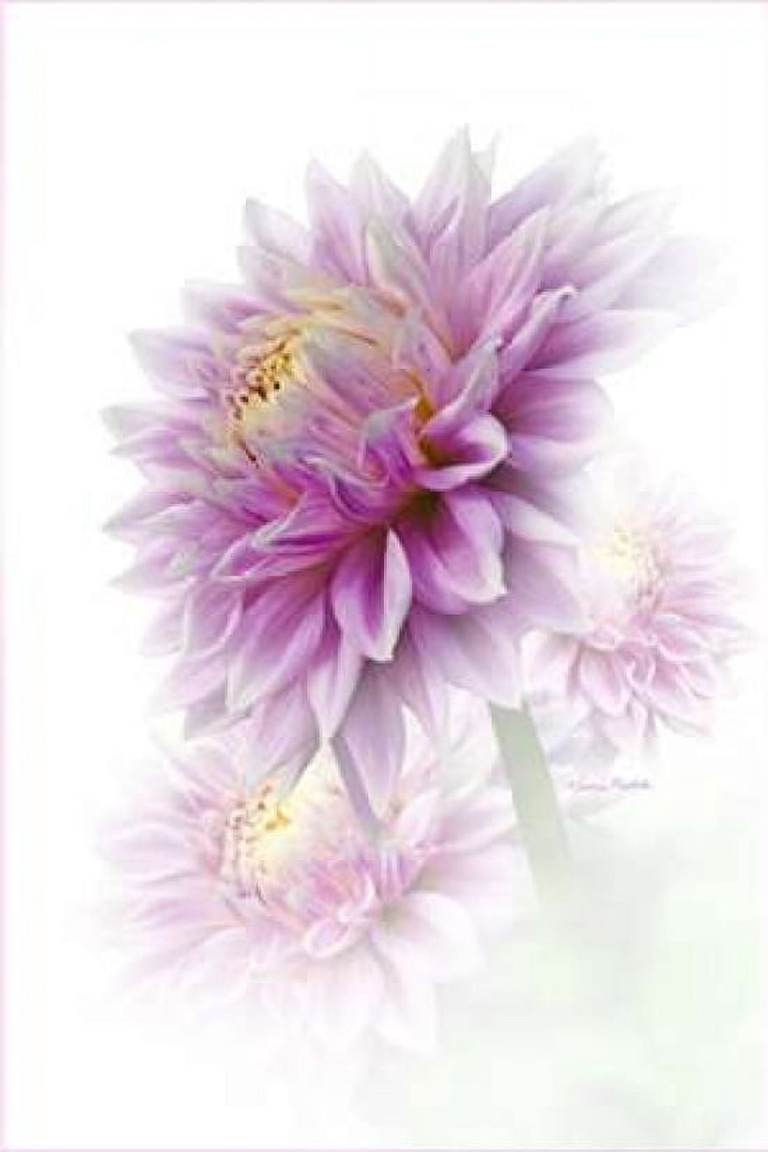 Lavender Dahlia Canvas Art - Ramona Murdock (12 x 18)