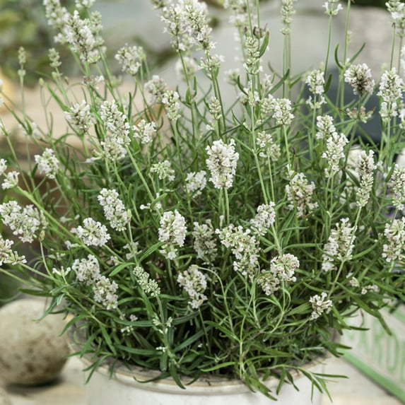 Lavender Ellagance Snow Drought Tolerant Xeriscape Herb Garden Plant Seeds - 200 Seeds