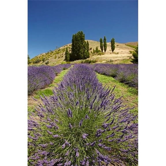 Lavender Farm Near Cromwell Central Otago South Island New Zealand Vertical Print by David Wall