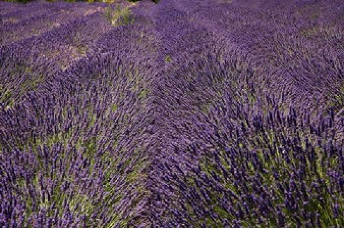 Lavender Farm near Cromwell Central Otago South Island New Zealand (horizontal) Canvas Art - David Wall DanitaDelimont (29 x 19)