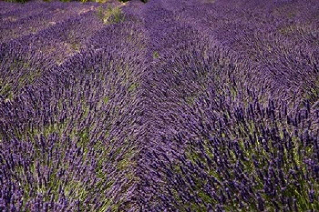 Lavender Farm near Cromwell Central Otago South Island New Zealand (horizontal) Canvas Art - David Wall DanitaDelimont (36 x 24)