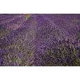 thumbnail image 1 of Lavender Farm, near Cromwell, Central Otago, South Island, New Zealand (horizontal) Poster Print by David Wall (29 x 19), 1 of 1