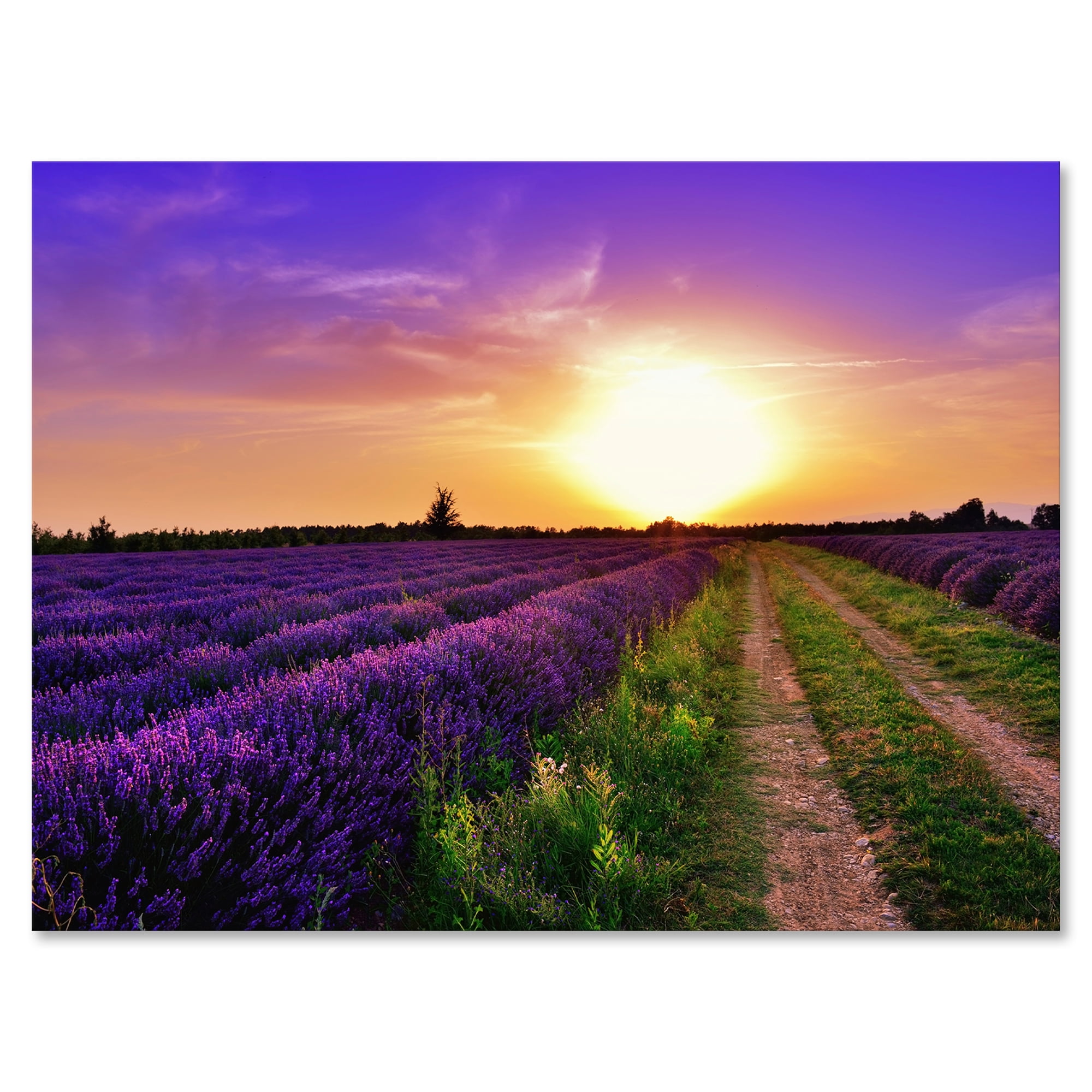 Lavender Field At Sunrise II 32 in x 24 in Photography Canvas Art Print, by Designart