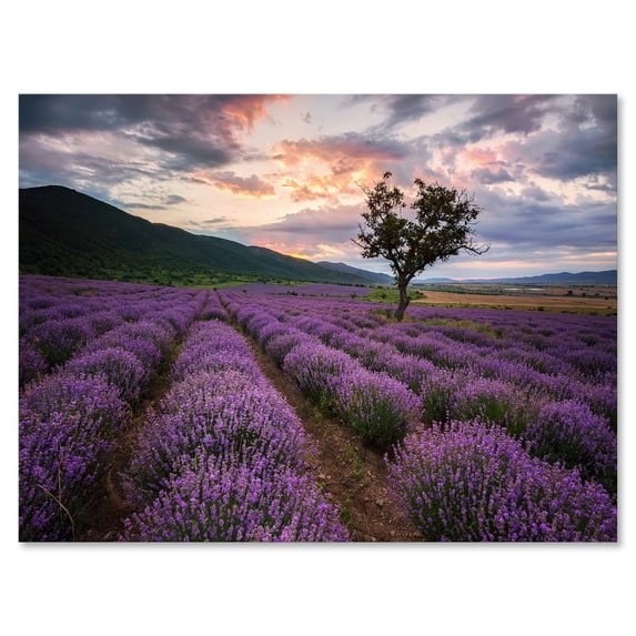 Lavender Field At Sunrise III 12 in x 8 in Photography Canvas Art Print, by Designart