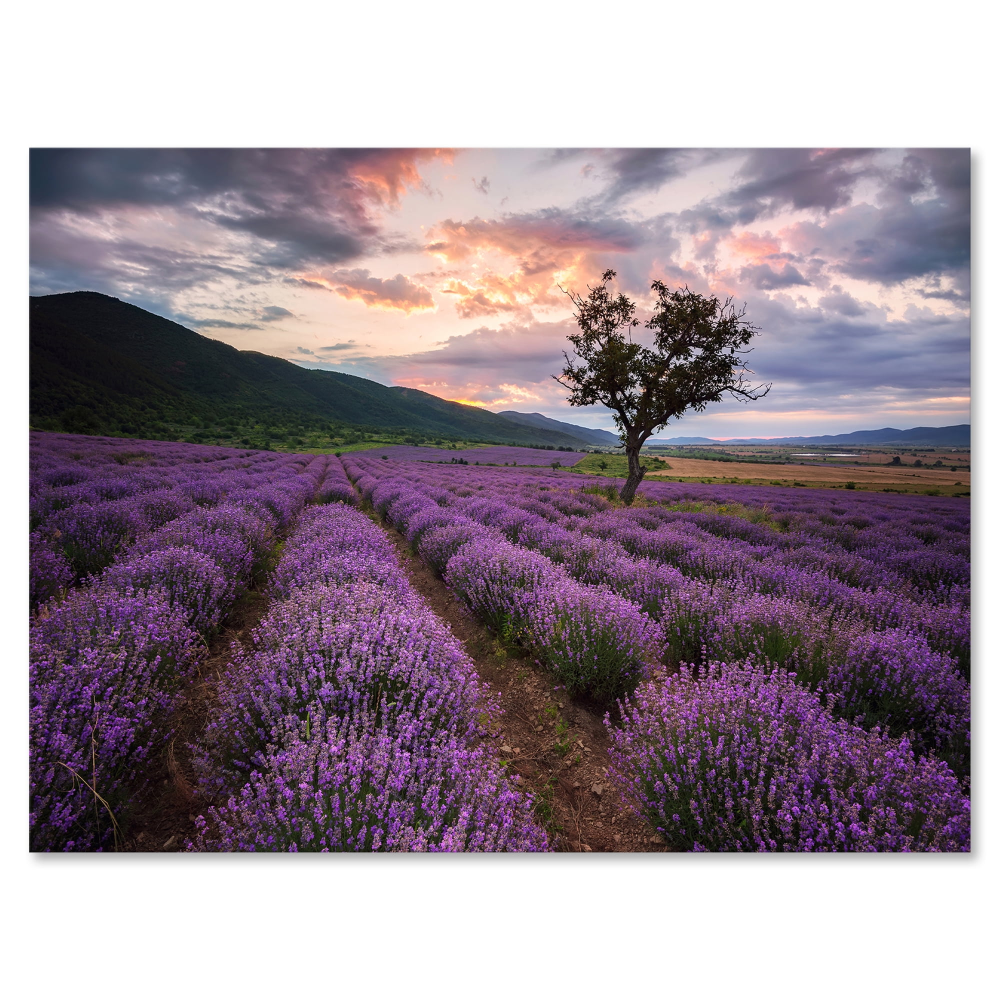 Lavender Field At Sunrise III 8 in x 12 in Painting Canvas Art Print, by Designart