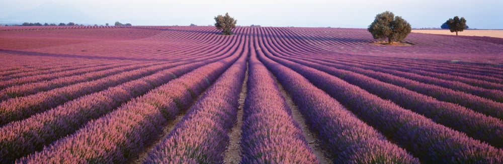 Lavender Field Fragrant Flowers Valensole Provence France Canvas Art - Panoramic Images (27 x 9)