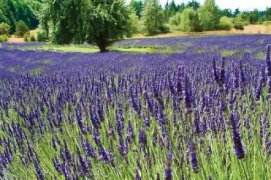 Lavender Field I Canvas Art - Dana Styber (12 x 18)