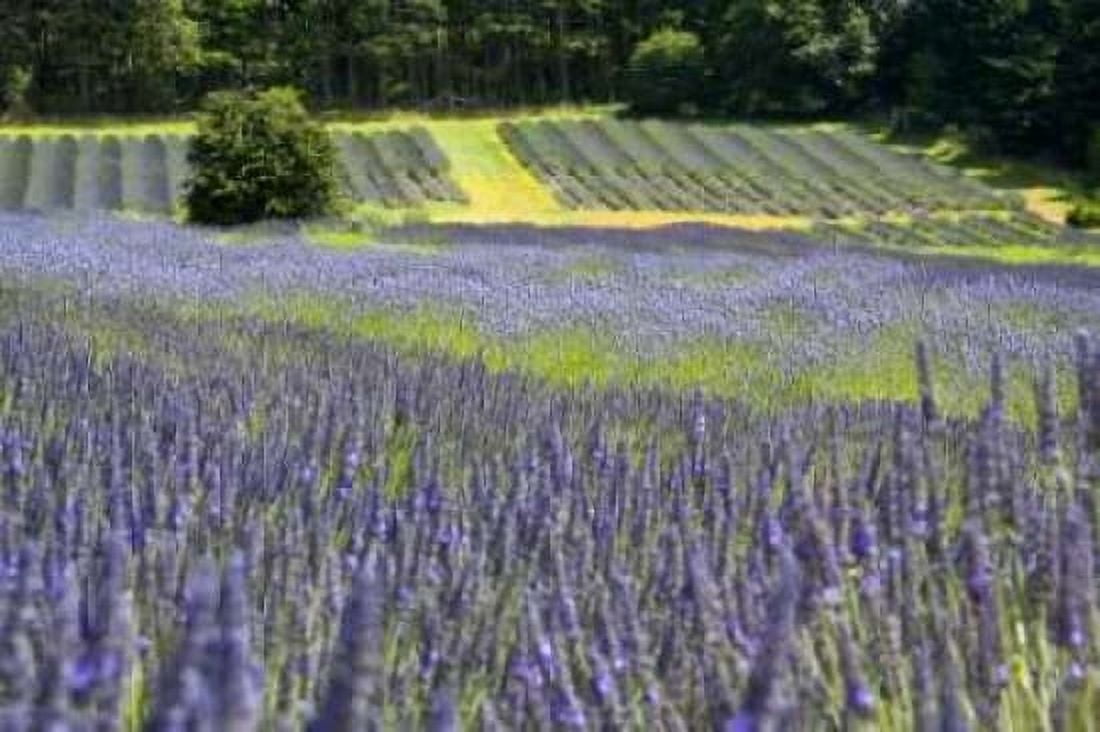 Lavender Field II Canvas Art - Dana Styber (12 x 18)
