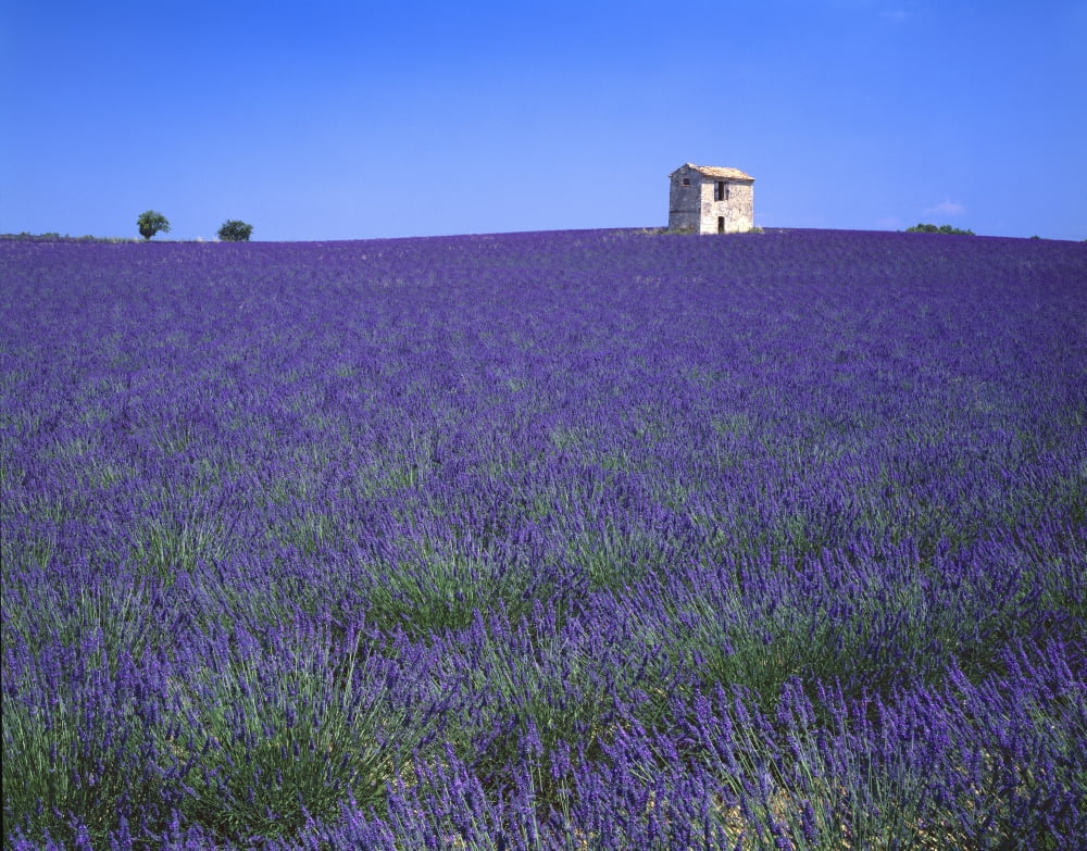 Lavender Field In Southern France Canvas Art - David L Brown Design Pics (17 x 13)