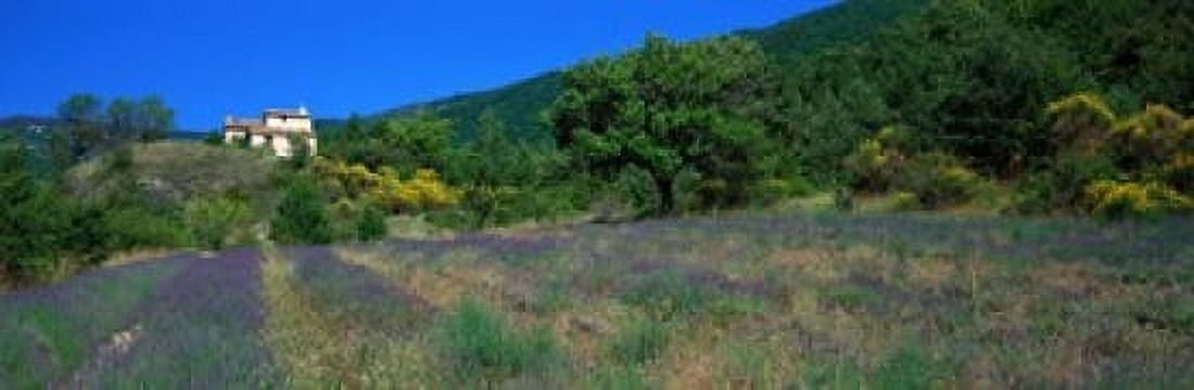 Lavender Field La Drome Provence France Canvas Art - Panoramic Images (18 x 6)
