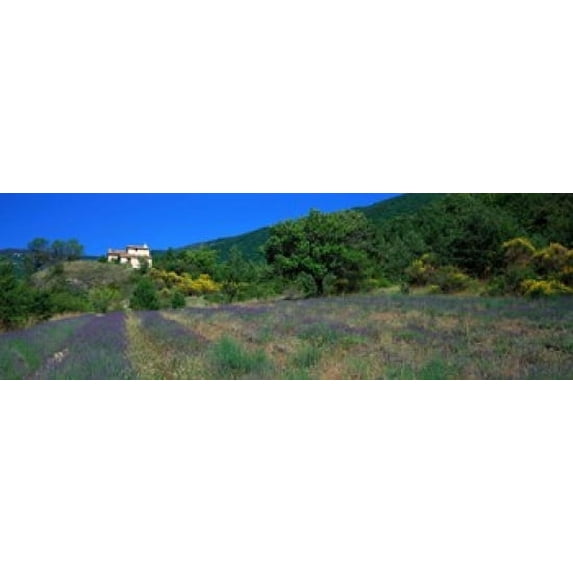 Lavender Field La Drome Provence France Poster Print (18 x 6)