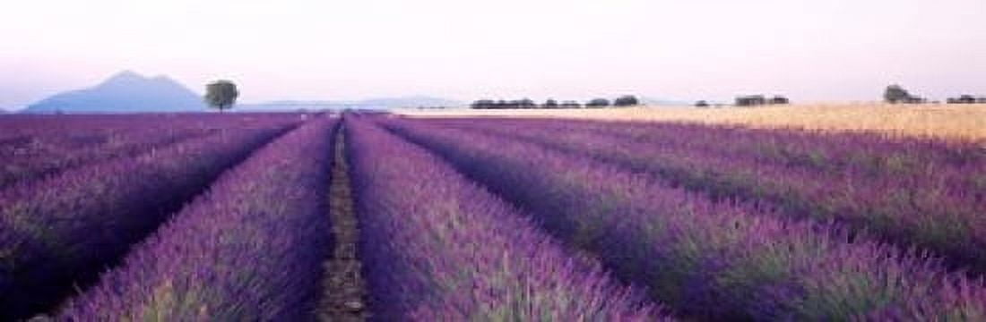 Lavender Field Plateau De Valensole France Canvas Art - Panoramic Images (18 x 6)