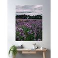 thumbnail image 1 of Lavender Field Poster Wall Art, Modern Wall Decor For Living Room Bedroom, 24x36 UNFRAMED, 1 of 3