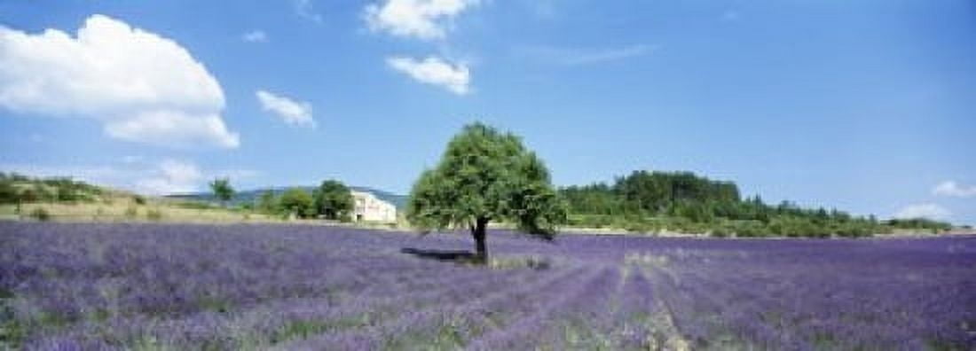Lavender Field Provence France Canvas Art - Panoramic Images (18 x 7)