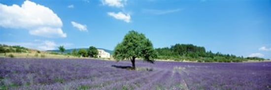 Lavender Field Provence France Canvas Art - Panoramic Images (36 x 13)