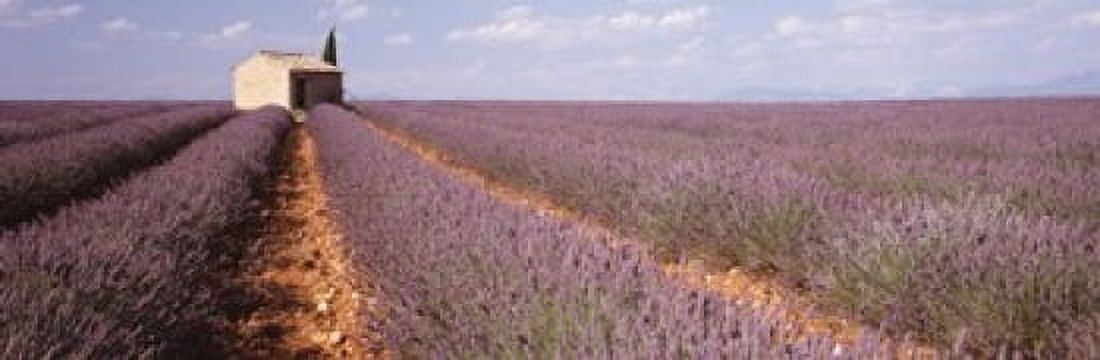 Lavender Field Valensole Province France Canvas Art - Panoramic Images (18 x 6)