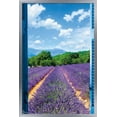 thumbnail image 1 of Lavender Field Wall Poster, 14.725" x 22.375", Framed, 1 of 5