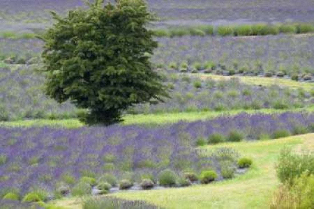Lavender Field and Tree Canvas Art - Dana Styber (24 x 36)