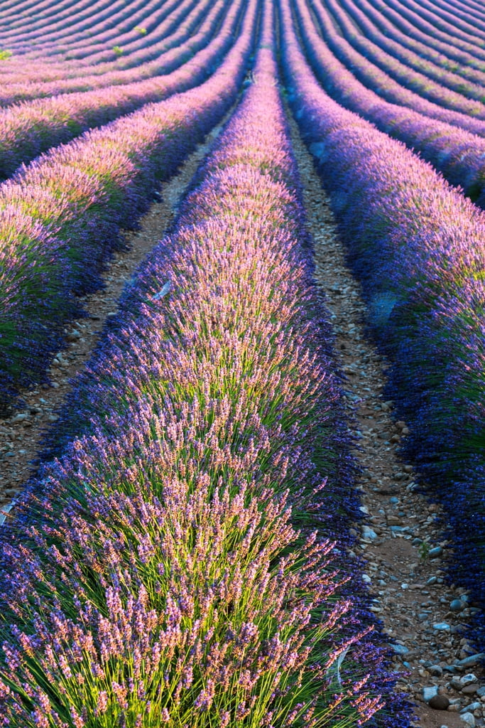 Cool Where Can I Buy Lavender Pictures