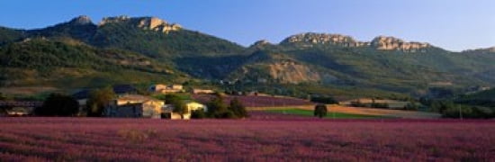 Lavender Fields And Farms High Provence La Drome France Canvas Art - Panoramic Images (18 x 6)