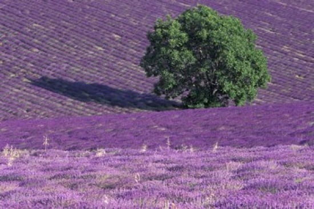 Lavender Fields France Canvas Art - Art Wolfe DanitaDelimont (27 x 18)